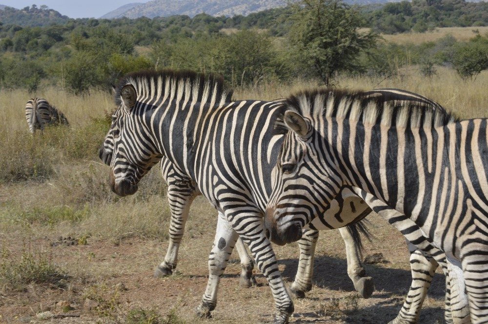 Zebra Crossing- photo by Nicole Coutinho (The Little Guru Blog)
