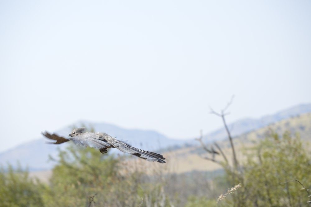 Lourie captured in flight- photo by Nicole Coutinho (The Little Guru Blog)