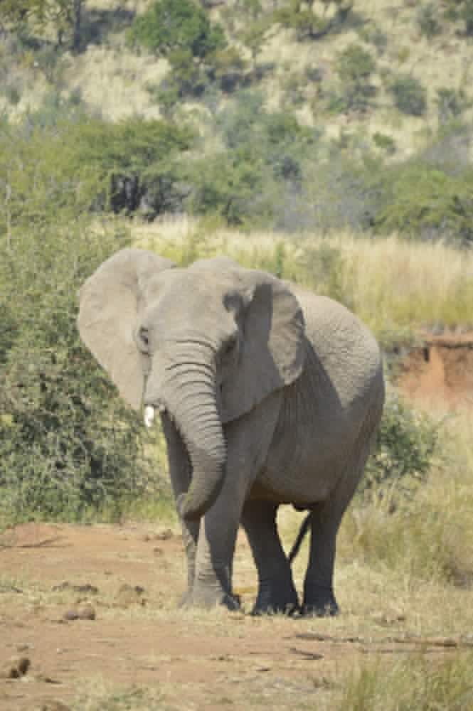 Elephant - photo by Nicole Coutinho (The Little Guru Blog)