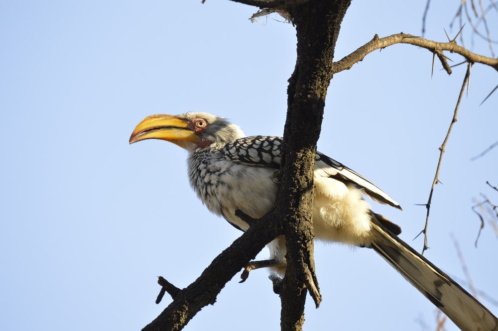 Zazu Bird- photo by Nicole Coutinho (The Little Guru Blog)